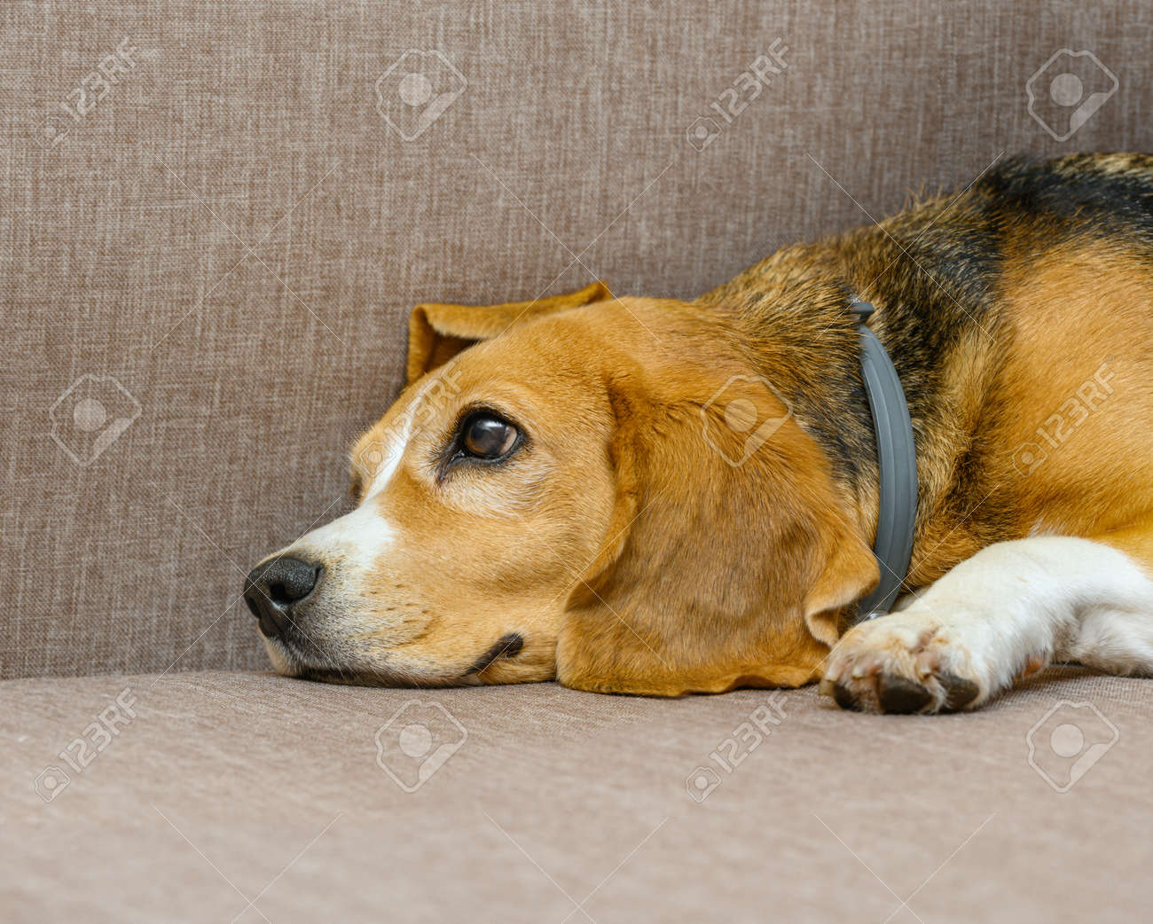 Beagle dog female lying on sofa sofa - 172648721 Beagle dog female lying on sofa sofa - 172648721