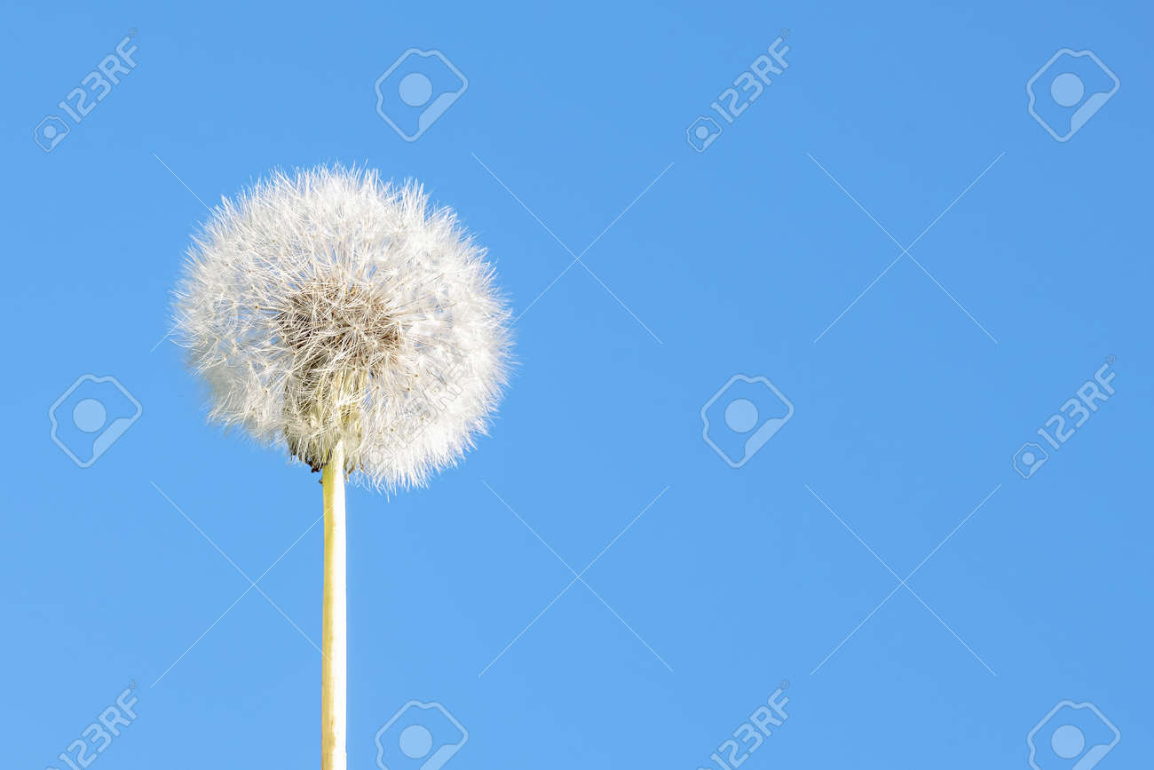 White dandelion on a blue sky background - 173386341 White dandelion on a blue sky background - 173386341