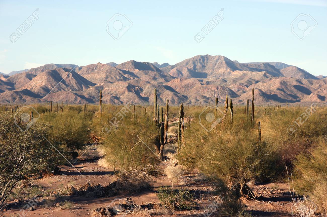 Cacti In The Remote Sonoran Desert Baja California Sur Mexico - 