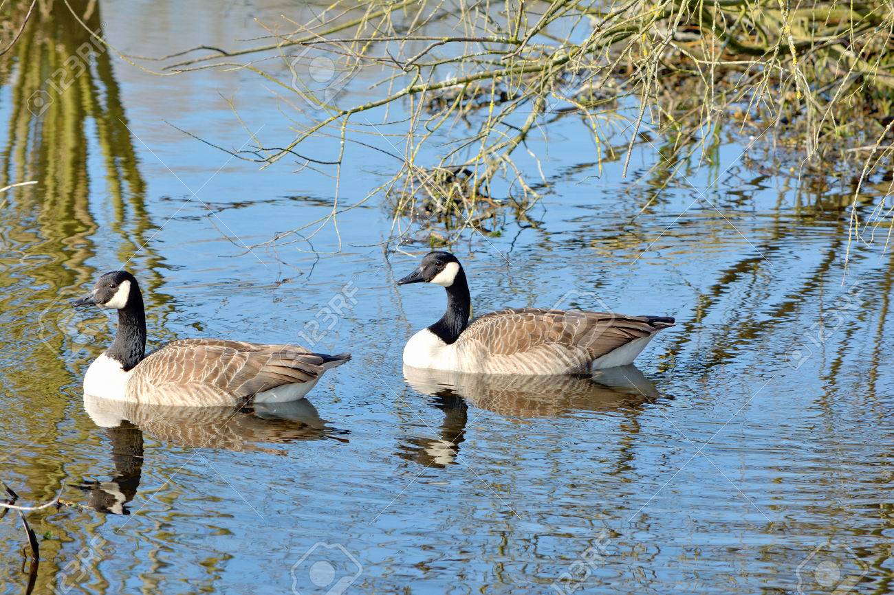 canada goose allemagne canada goose allemagne