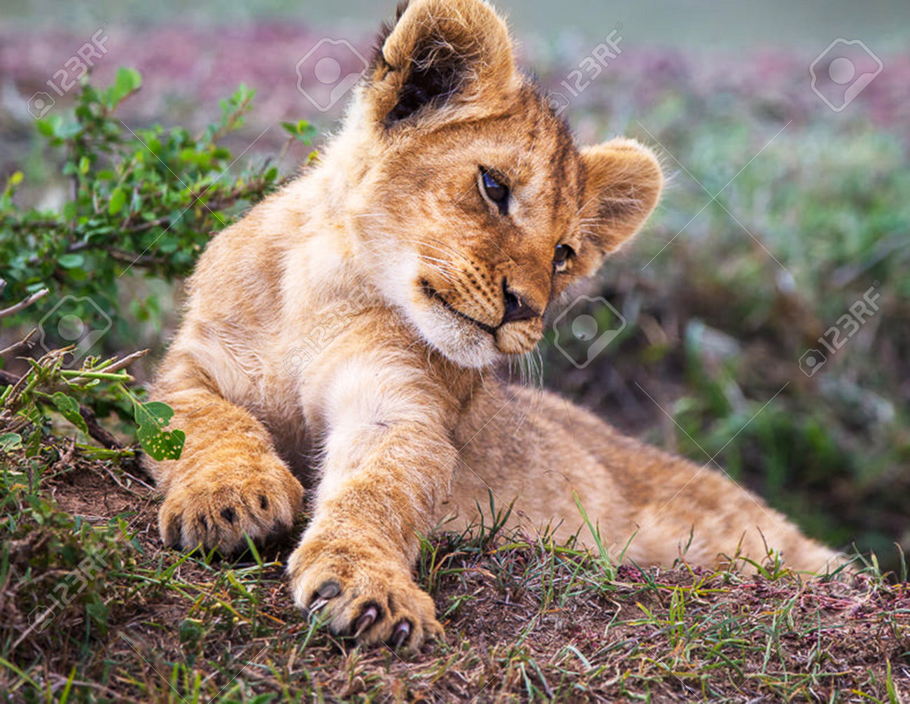 etiam-dictum-ipsum-a-felis