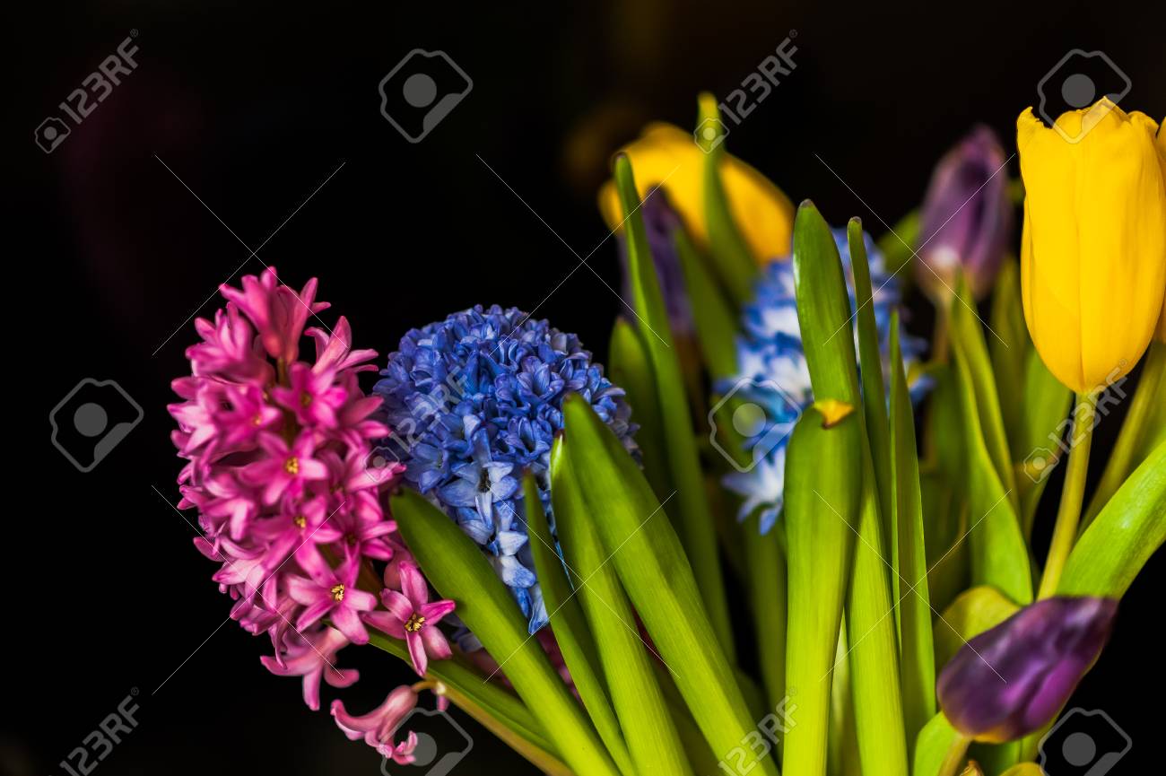 チューリップとヒヤシンスの花束 黒の背景に黄色 紫 ピンク 青 緑の花 の写真素材 画像素材 Image