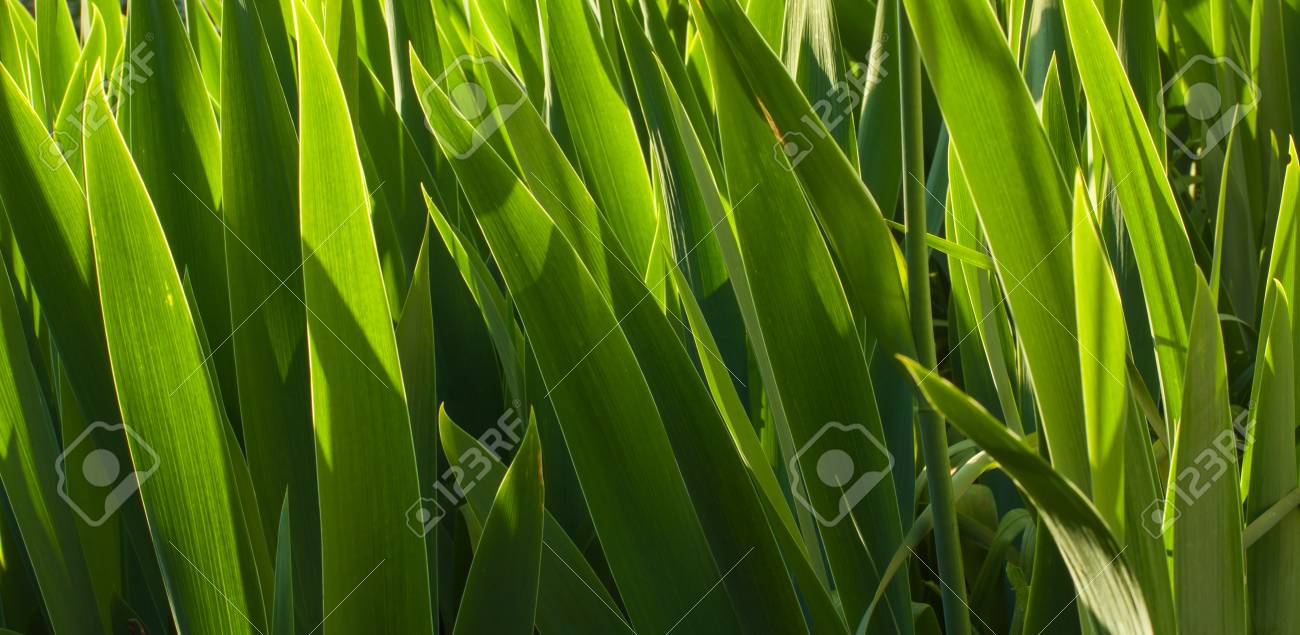 菖蒲の葉 の写真素材 画像素材 Image 0184