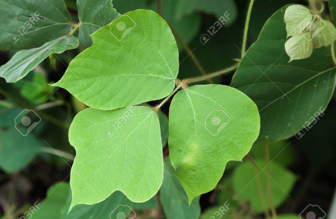 南米国でクズ バイン アイビー生長ジョージア の写真素材 画像素材 Image