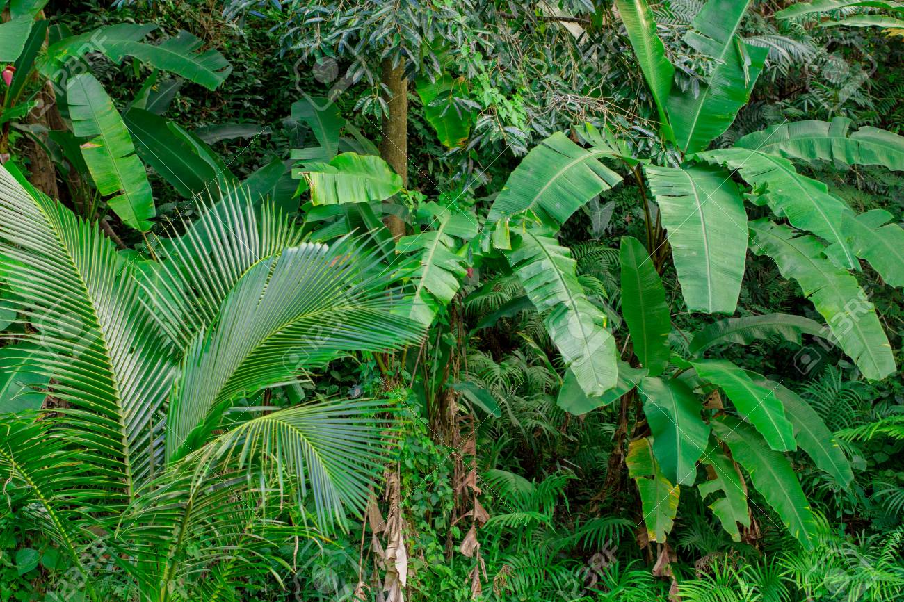 Selva Tropical Y Vegetación De La Jungla Con Una Agradable Mezcla ...
