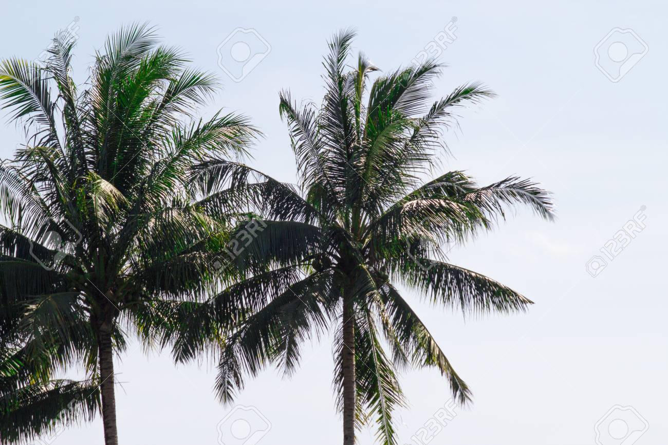 双子椰子の実 【公式通販】