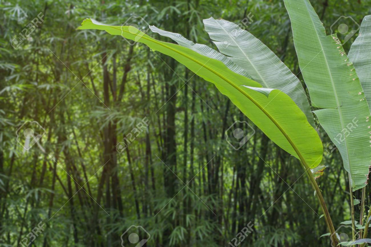 jungle greenery banana tree