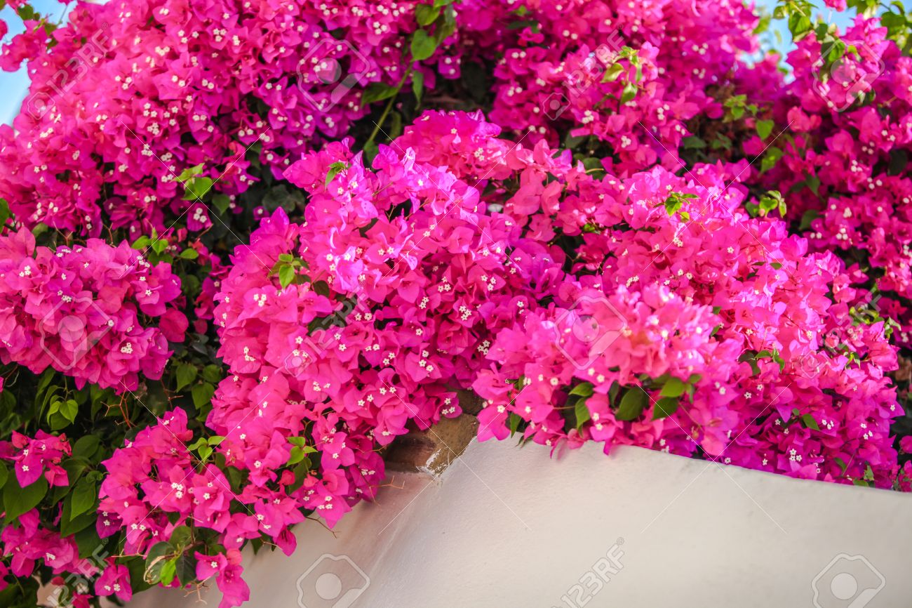 Schone Bougainvillea Auf Den Alten Traditionellen Weissen Haus In