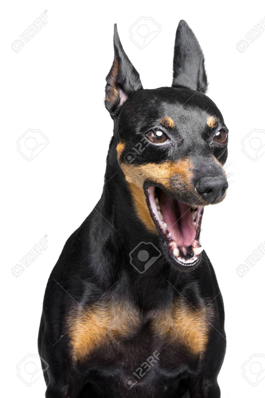 little dog with big ears