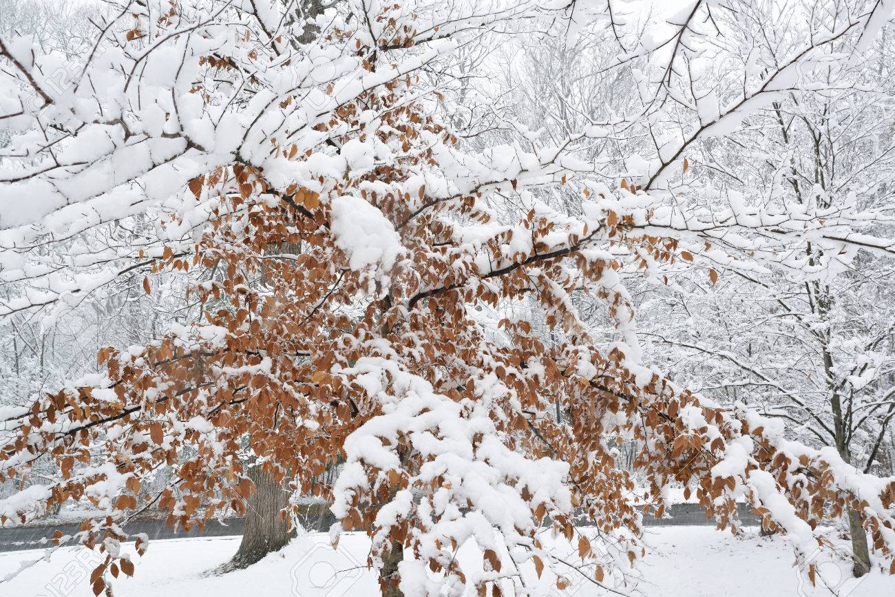 Early-November Snowstorm Builds Across Northern Rockies