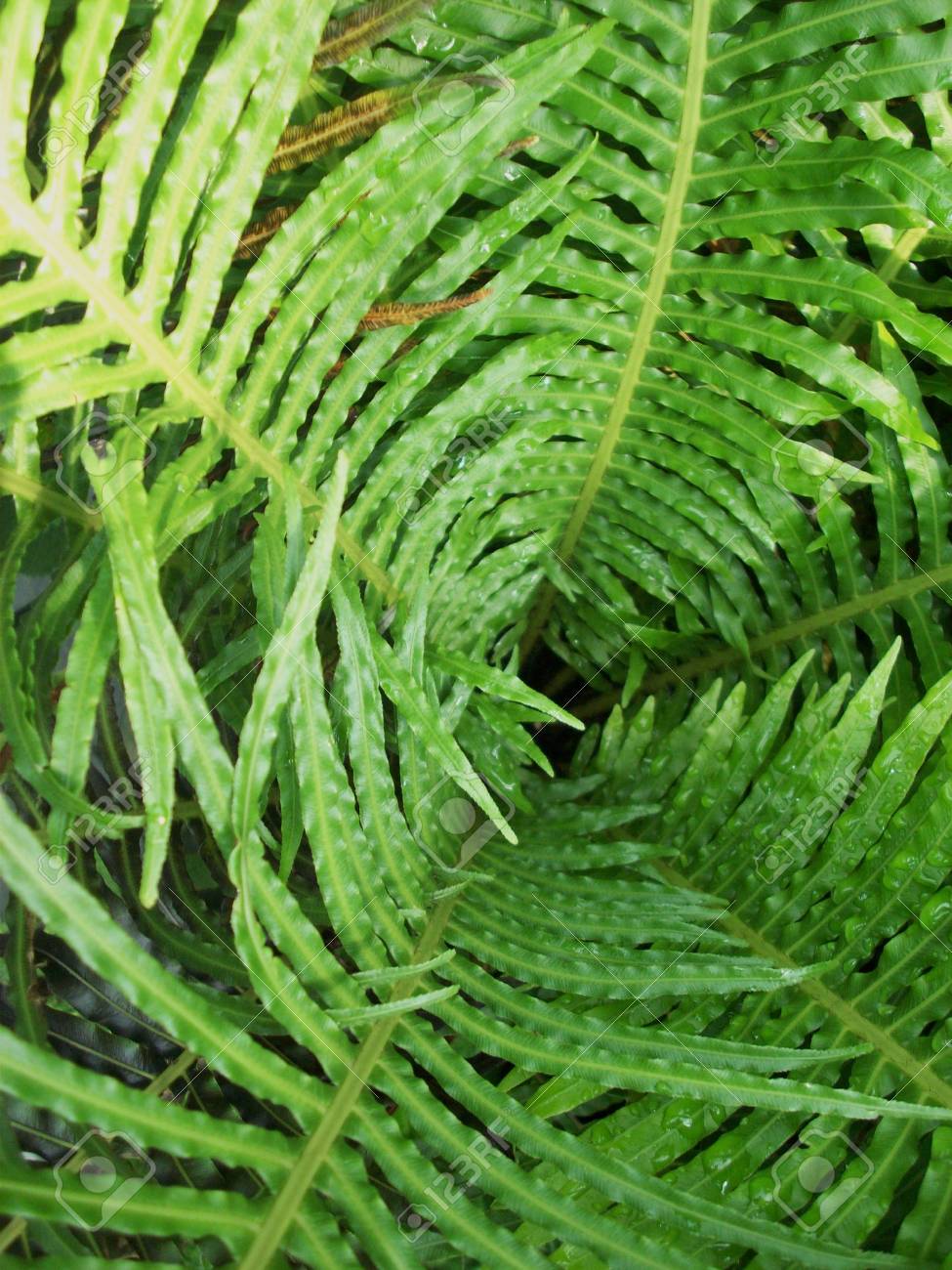 fern fronds stock photo picture and royalty free image image 41475877