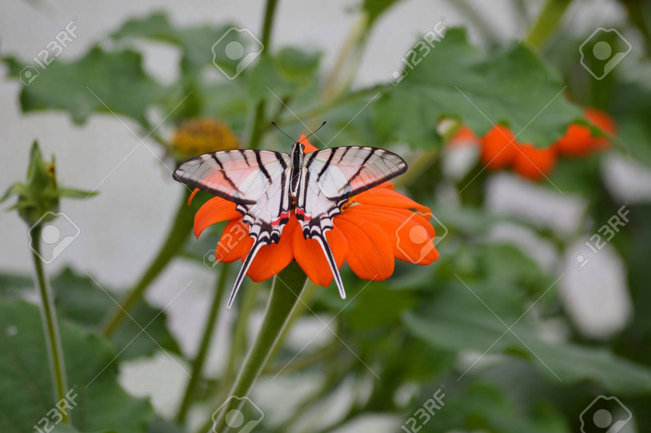 etiam-dictum-ipsum-a-felis