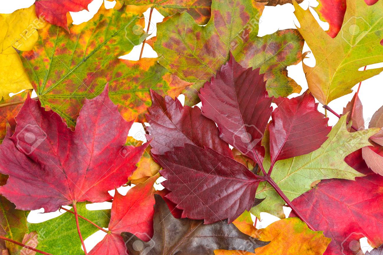 Autumn Leaves on White - clipping path - 113575276 Autumn Leaves on White - clipping path - 113575276