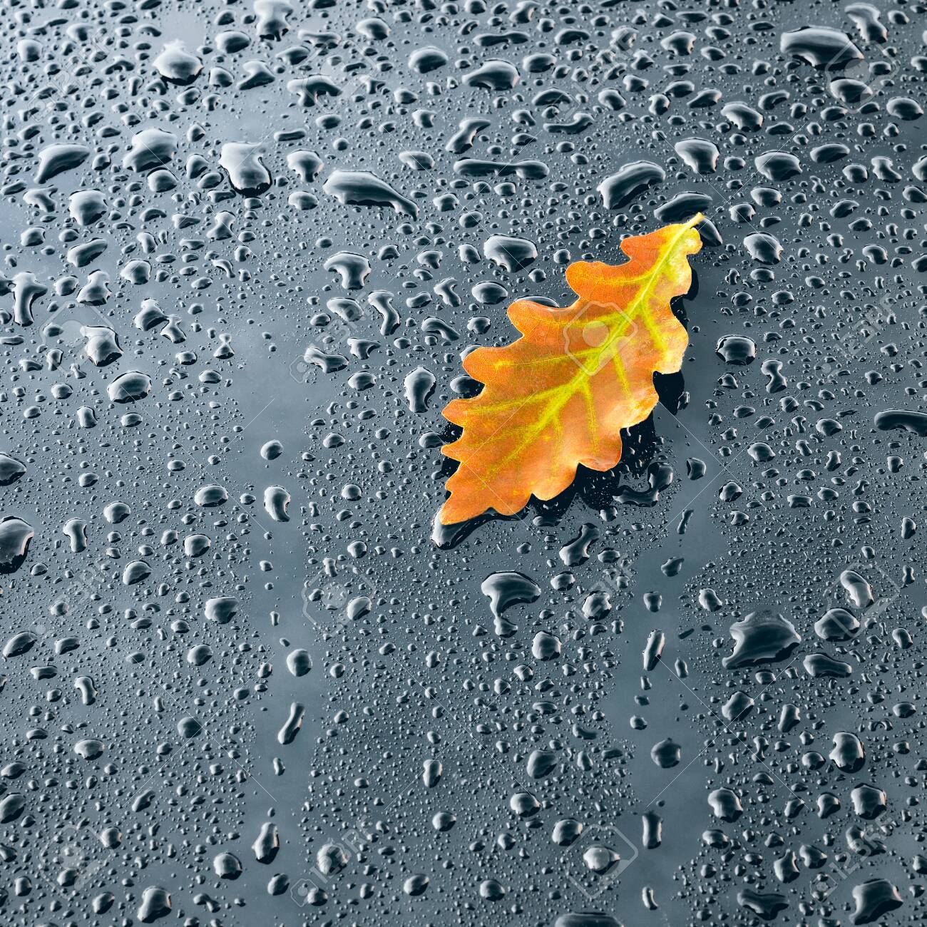 Water Drops on Polished Car paint with Leaf - 113575277 Water Drops on Polished Car paint with Leaf - 113575277