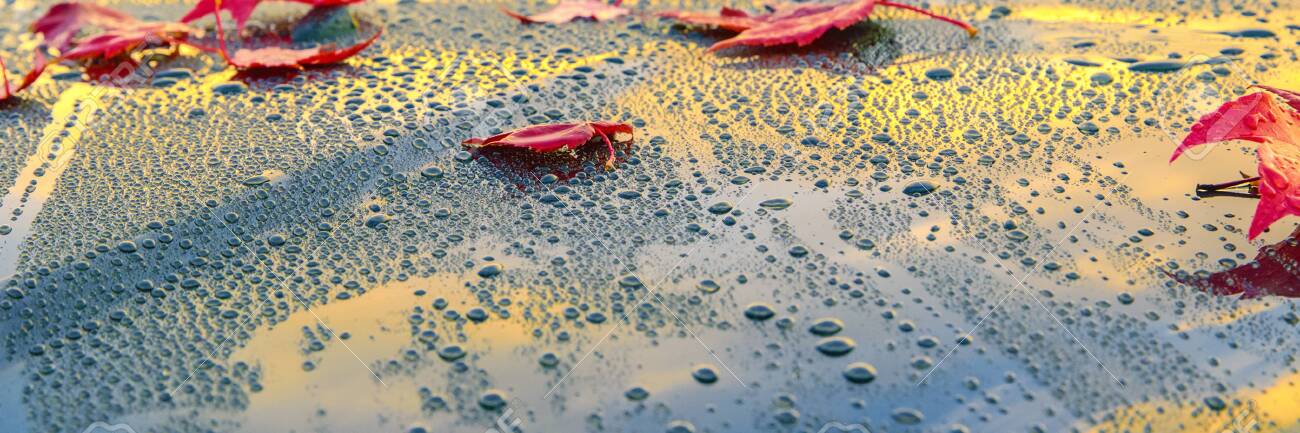 Beautiful autumn leaves lying on the bonnet of a clean, wet car - shallow depth of field - 130118846 Beautiful autumn leaves lying on the bonnet of a clean, wet car - shallow depth of field - 130118846