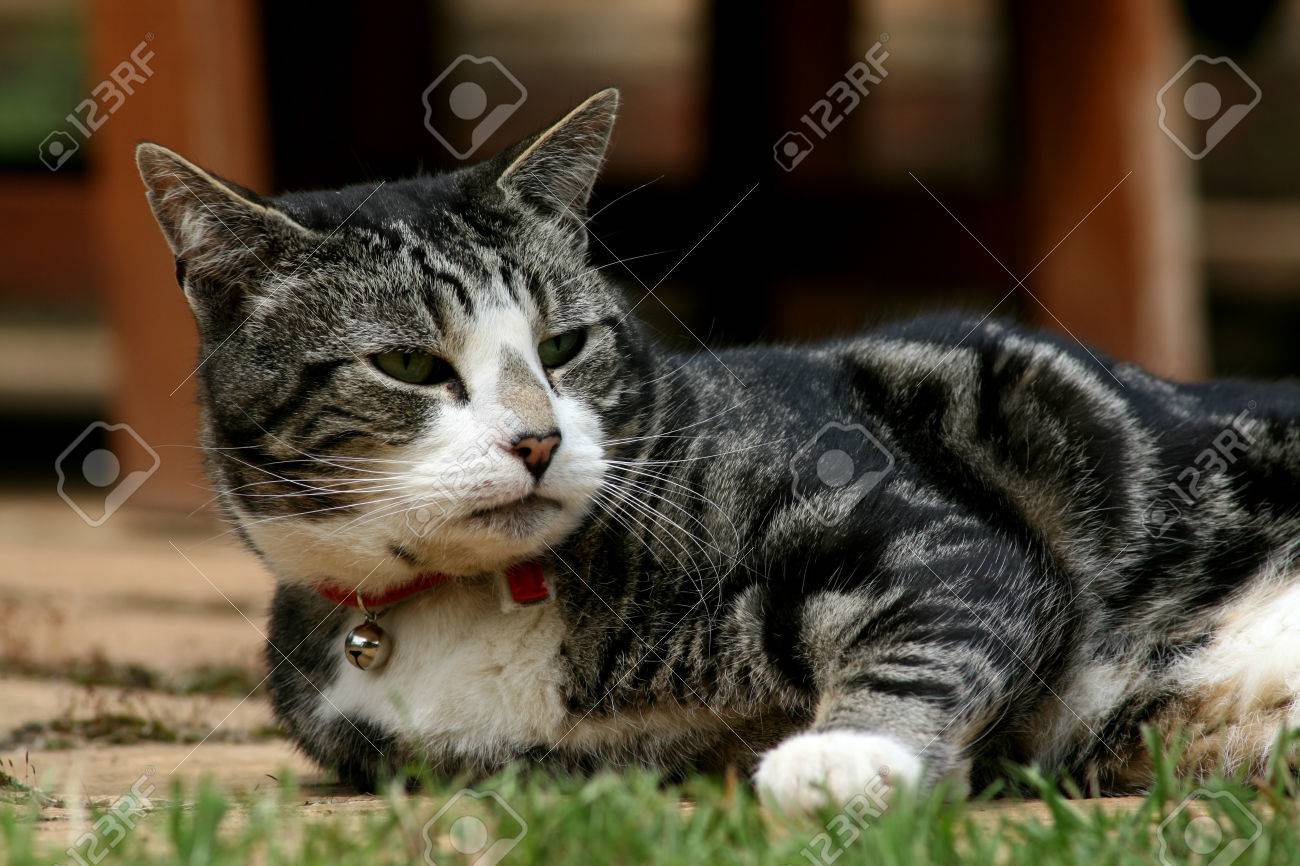Noir Gris Et Blanc Chat Tigré Avec Collier Rouge Portant Sur Jardin Patio