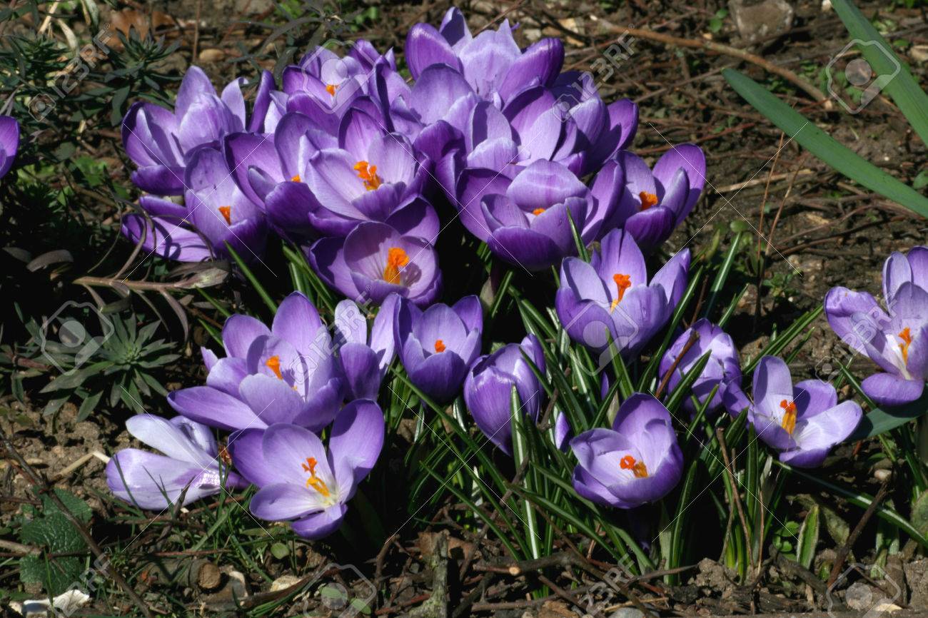 開いている紫色のクロッカス花庭園 ブレイン ツリー エセックス イギリスの春の日差し の写真素材 画像素材 Image
