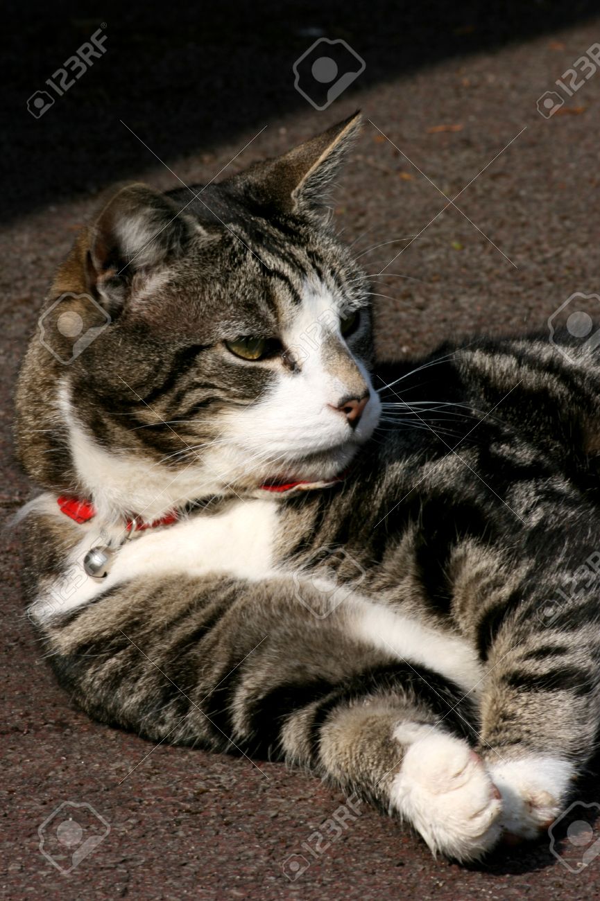 Noir Gris Et Blanc Chat Tigré Avec Collier Rouge Portant Sur Lallée Dune Maison