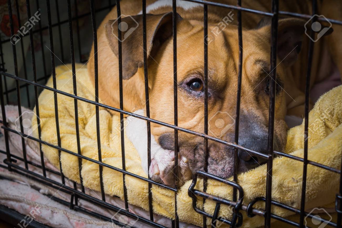 dog in the cage