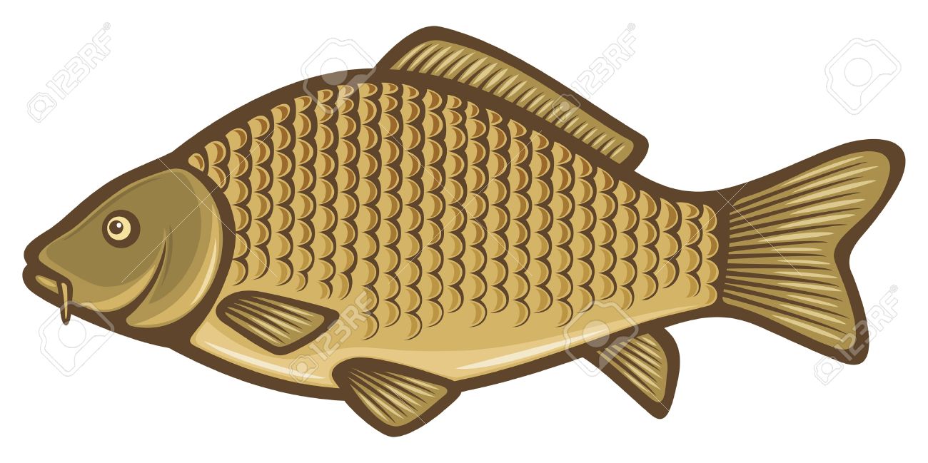 鯉魚 コイ のイラスト素材 ベクタ Image