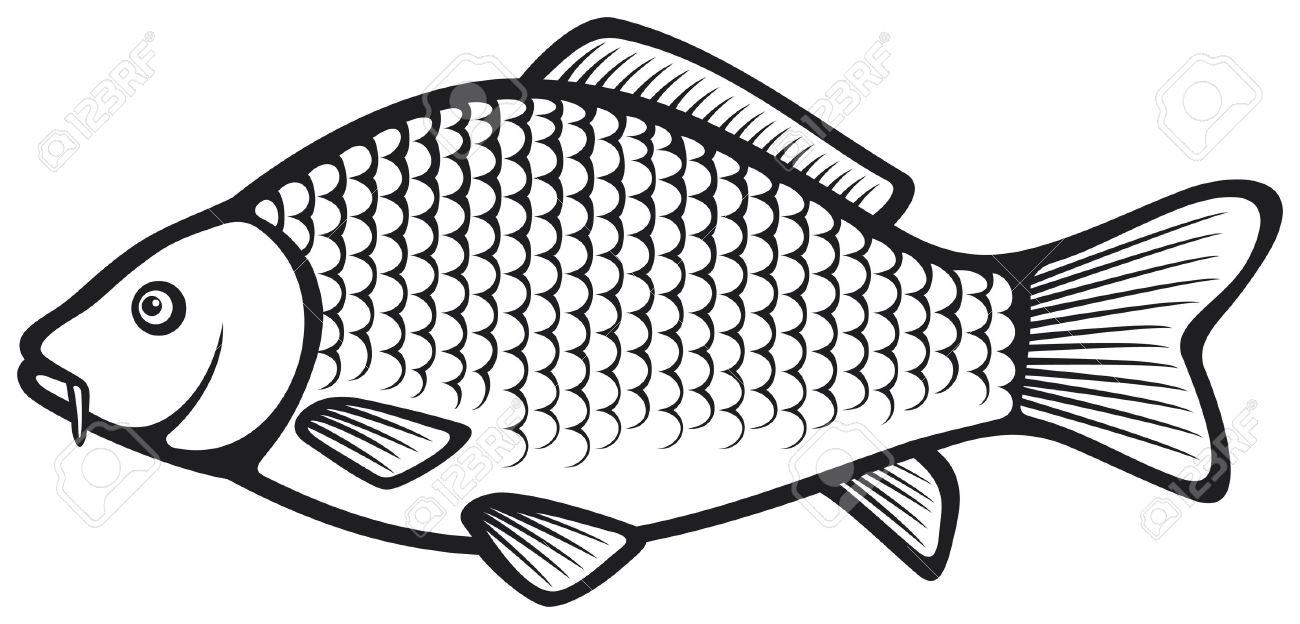 鯉魚 コイ のイラスト素材 ベクタ Image