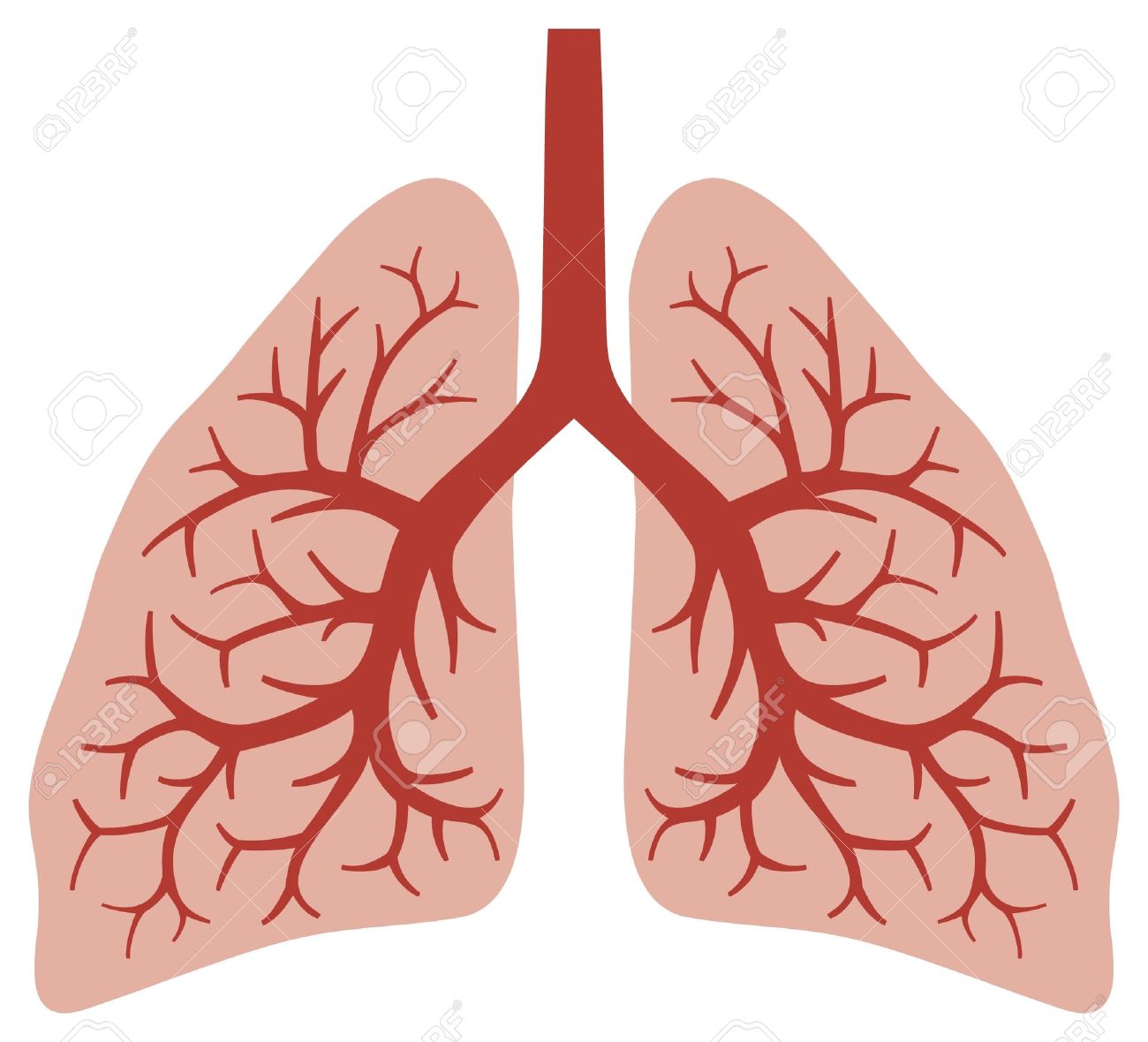 human lungs bronchial system, human organs, lungs anatomy - 17470038 human lungs bronchial system, human organs, lungs anatomy - 17470038