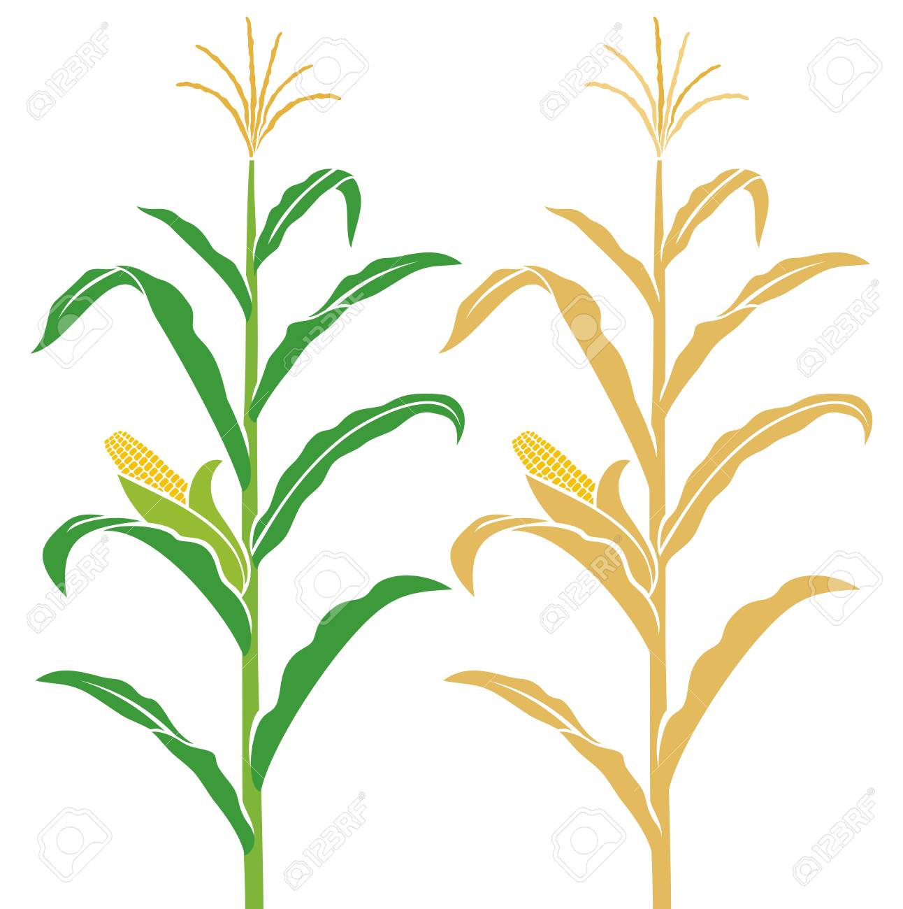トウモロコシの茎のベクトル図です のイラスト素材 ベクタ Image 4152