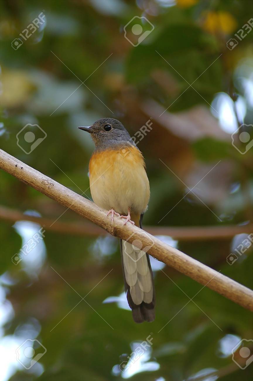 etiam-dictum-ipsum-a-felis