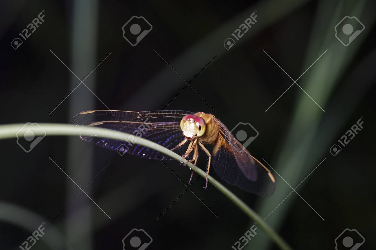 etiam-dictum-ipsum-a-felis