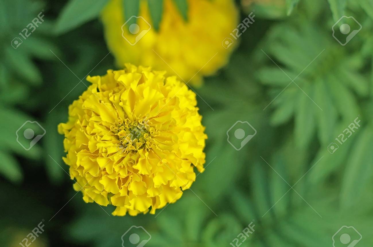 マリーゴールド花の平面図とその葉 の写真素材 画像素材 Image