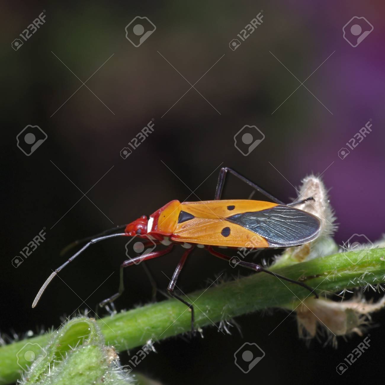 etiam-dictum-ipsum-a-felis