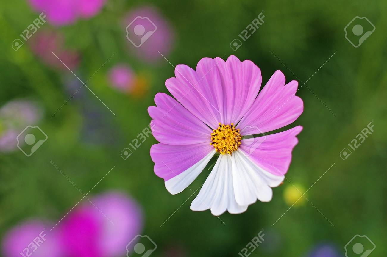 2 色の花びらのピンクと白の花のコスモス の写真素材 画像素材 Image