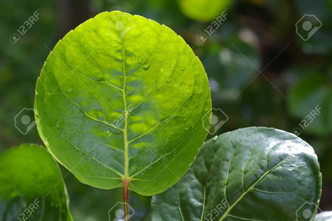 Tan Grande Double Round Leaf