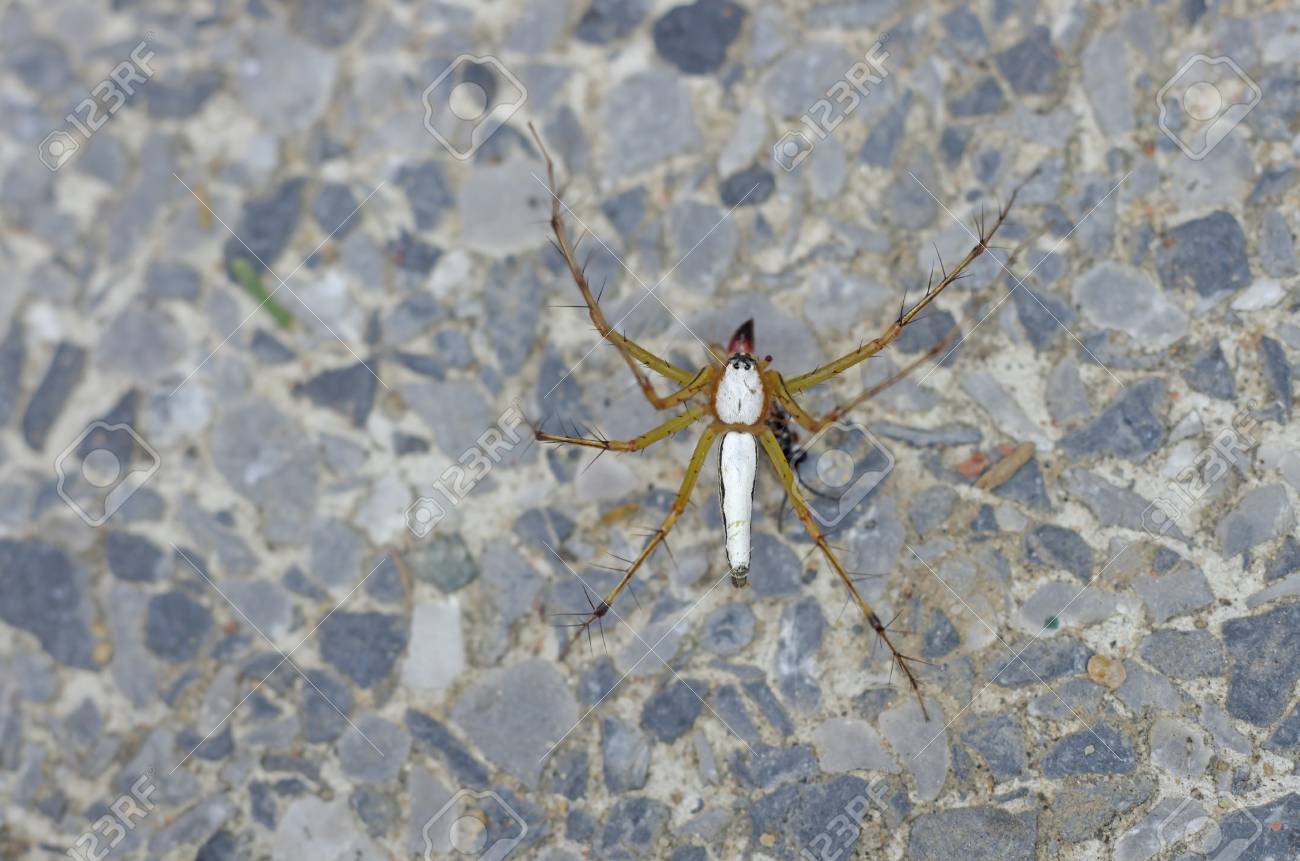 Lynx Spider Is Dragging A Prey On The Floor Stock Photo Picture