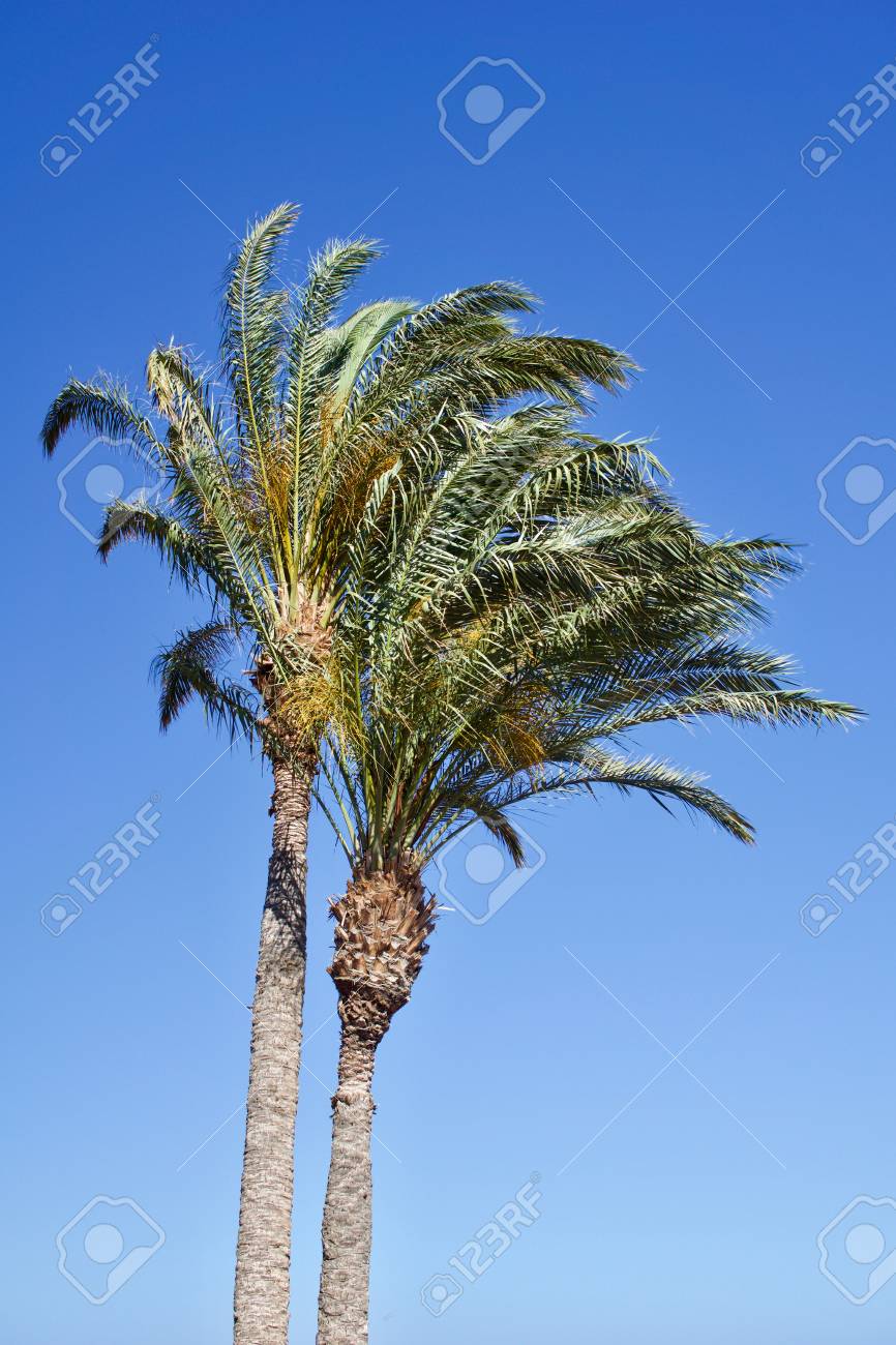 Two isolated date palm trees against blue sky with copyspace for text for example as background for a postcard - 83727116 Two isolated date palm trees against blue sky with copyspace for text for example as background for a postcard - 83727116