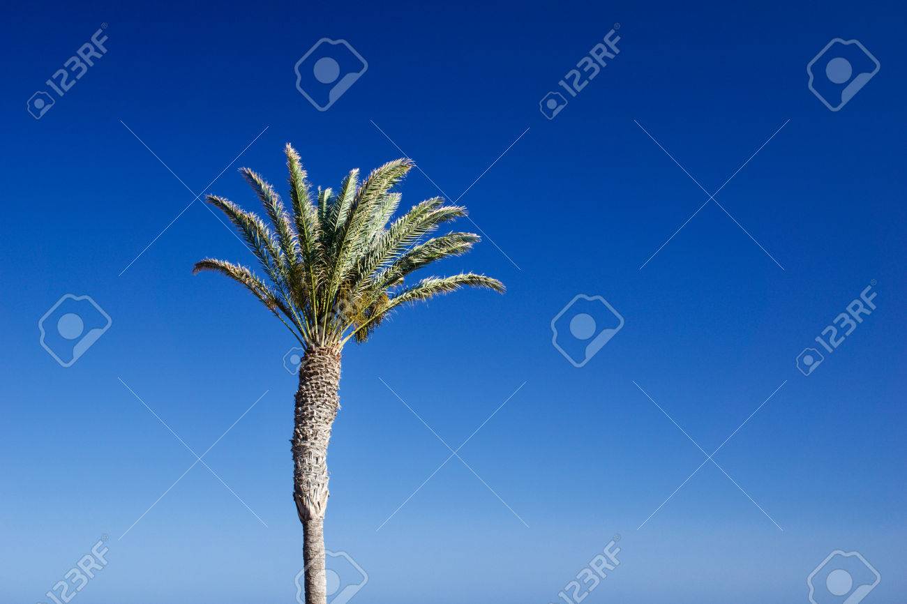 Isolated date palm tree against blue sky with copyspace for text for example as background for a postcard - 83727121 Isolated date palm tree against blue sky with copyspace for text for example as background for a postcard - 83727121
