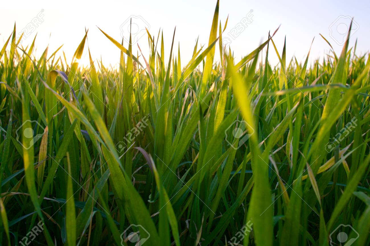 Grass on the field during sunset. Agricultural landscape in the summer time - 83716255 Grass on the field during sunset. Agricultural landscape in the summer time - 83716255