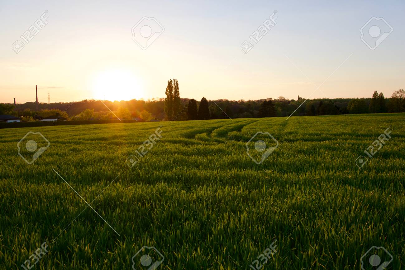 Grass on the field during sunset. Agricultural landscape in the summer time - 83673590 Grass on the field during sunset. Agricultural landscape in the summer time - 83673590