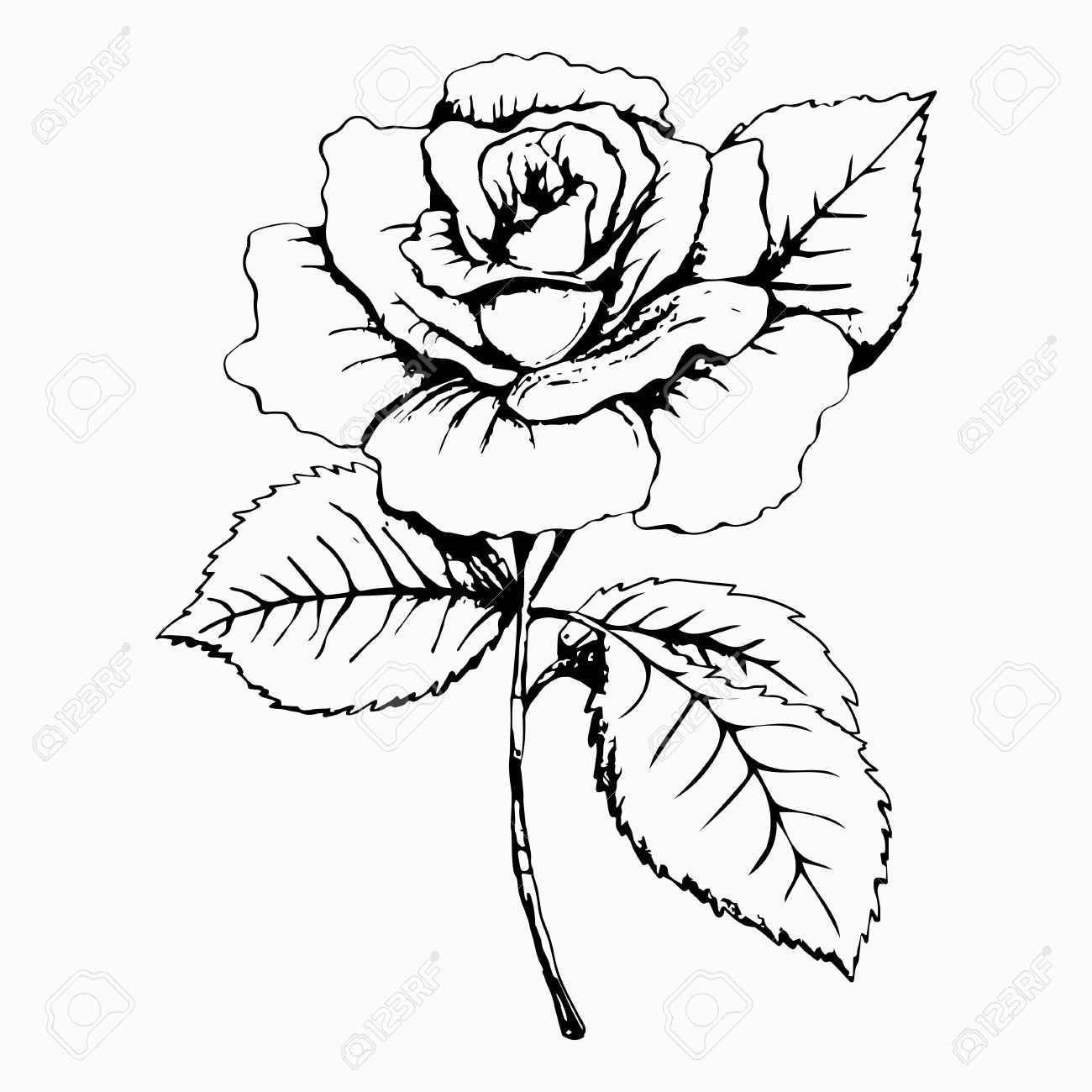 花のローズ スケッチ 絵画します 手描き 白芽 花びら 茎 葉 白黒 黒と白のイラスト 装飾的な要素 デザイン要素 装飾 印刷 タトゥーの基本要素の イラスト素材 ベクタ Image 花のローズ スケッチ 絵画します 手描き 白芽 花びら 茎 葉 白黒 黒と白のイラスト 装飾的な要素 デザイン要素 装飾 印刷 タトゥーの基本要素の イラスト素材 ベクタ Image