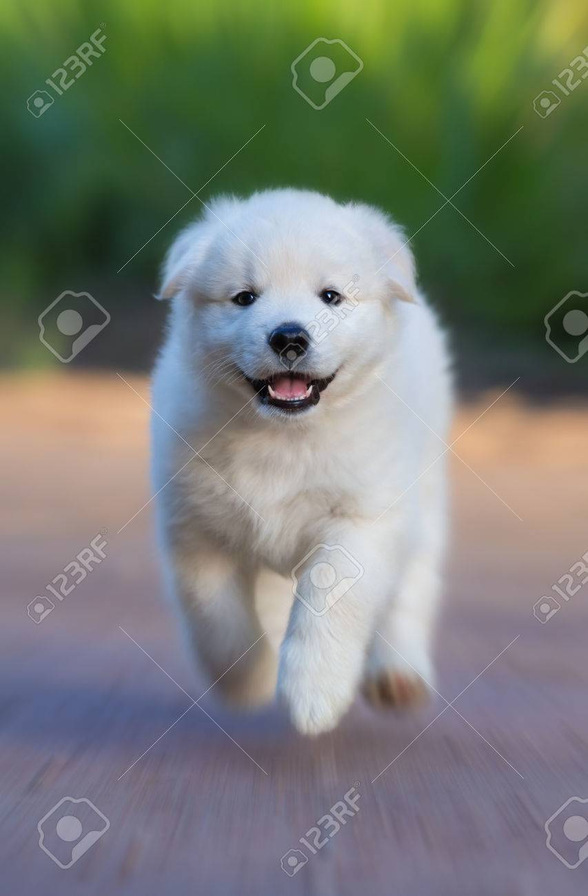 samoyed lab mix