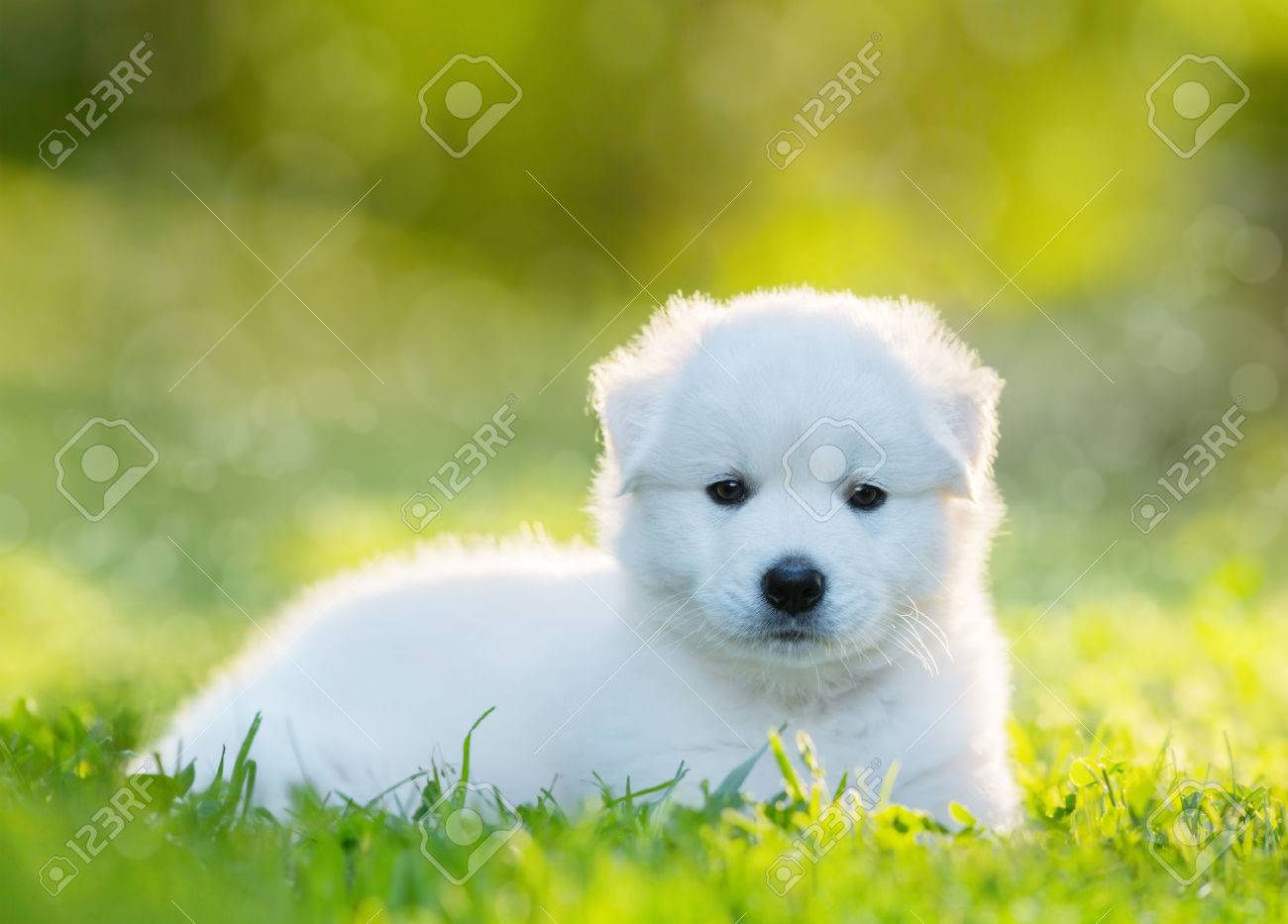 Labrador Retriever Japanese Spitz Mix Labrador Clearance Japanese