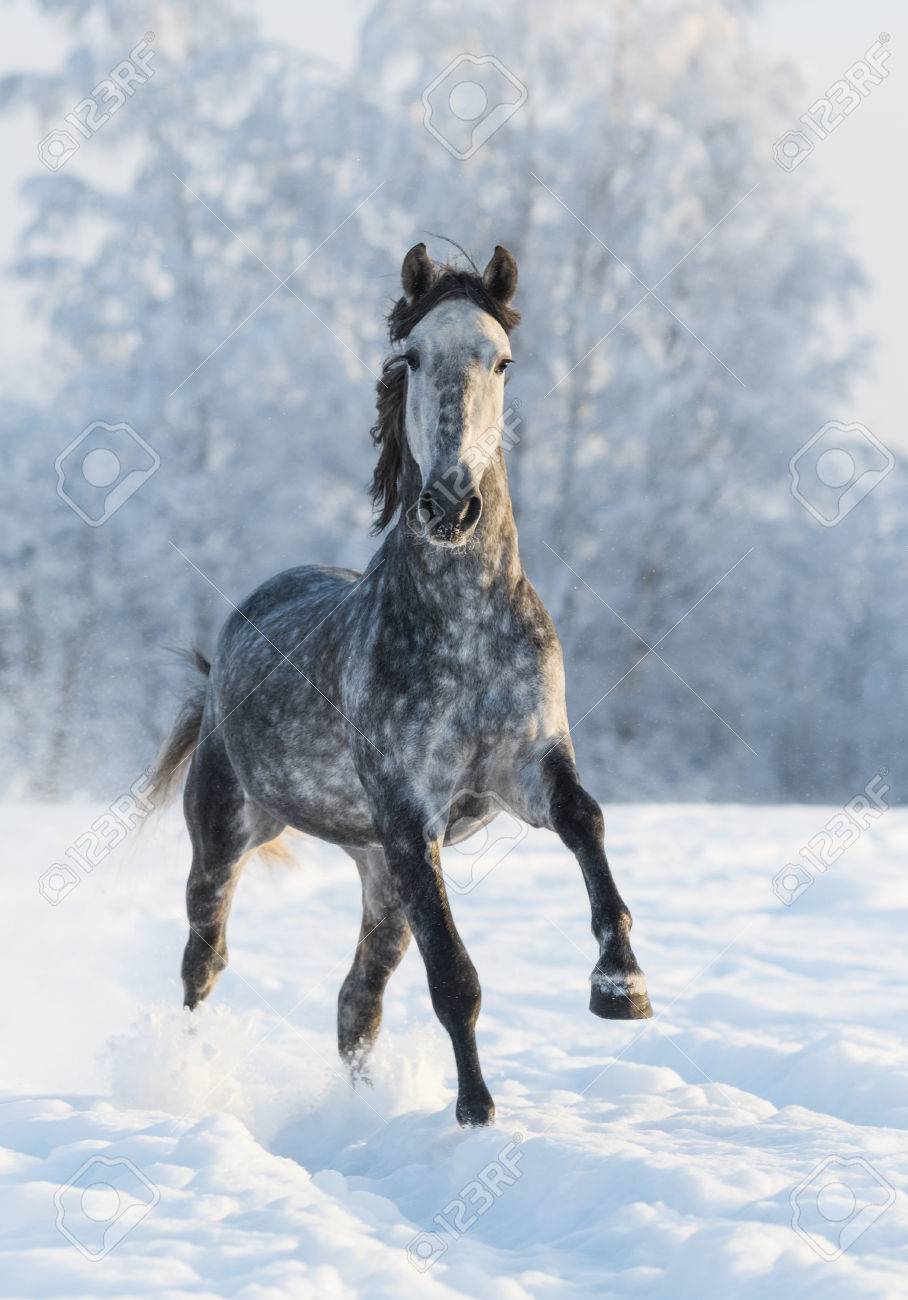 dapple grey horse run gallop in winter stock photo picture and