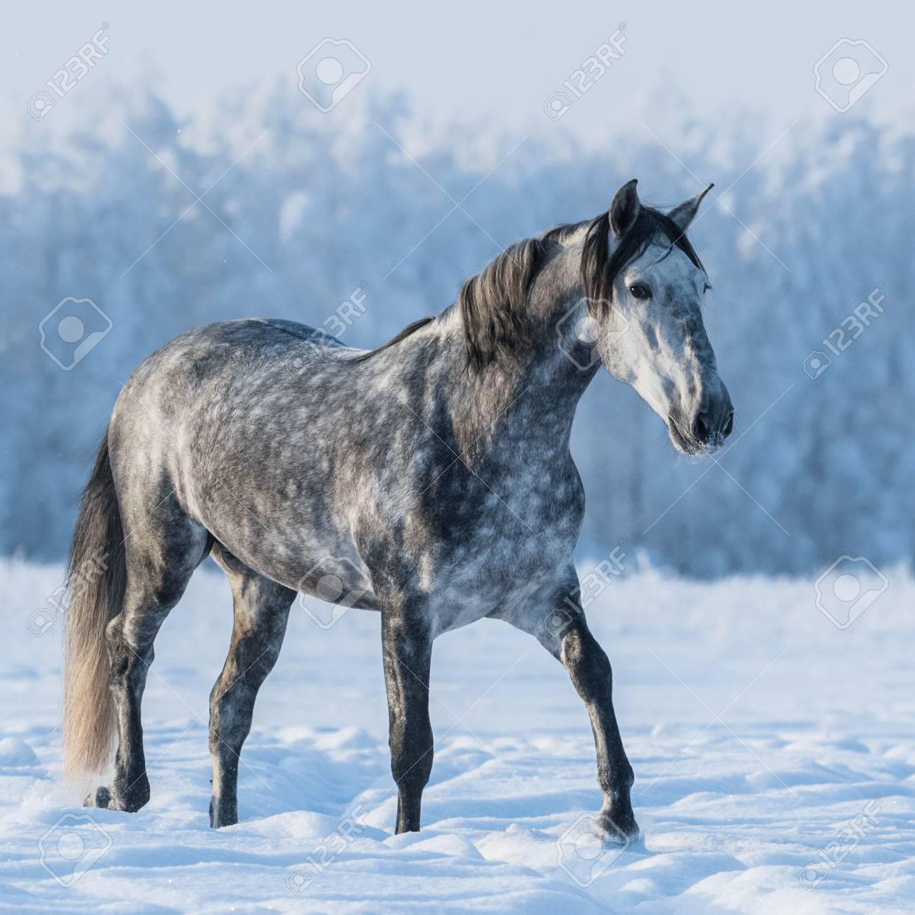 cheval gris