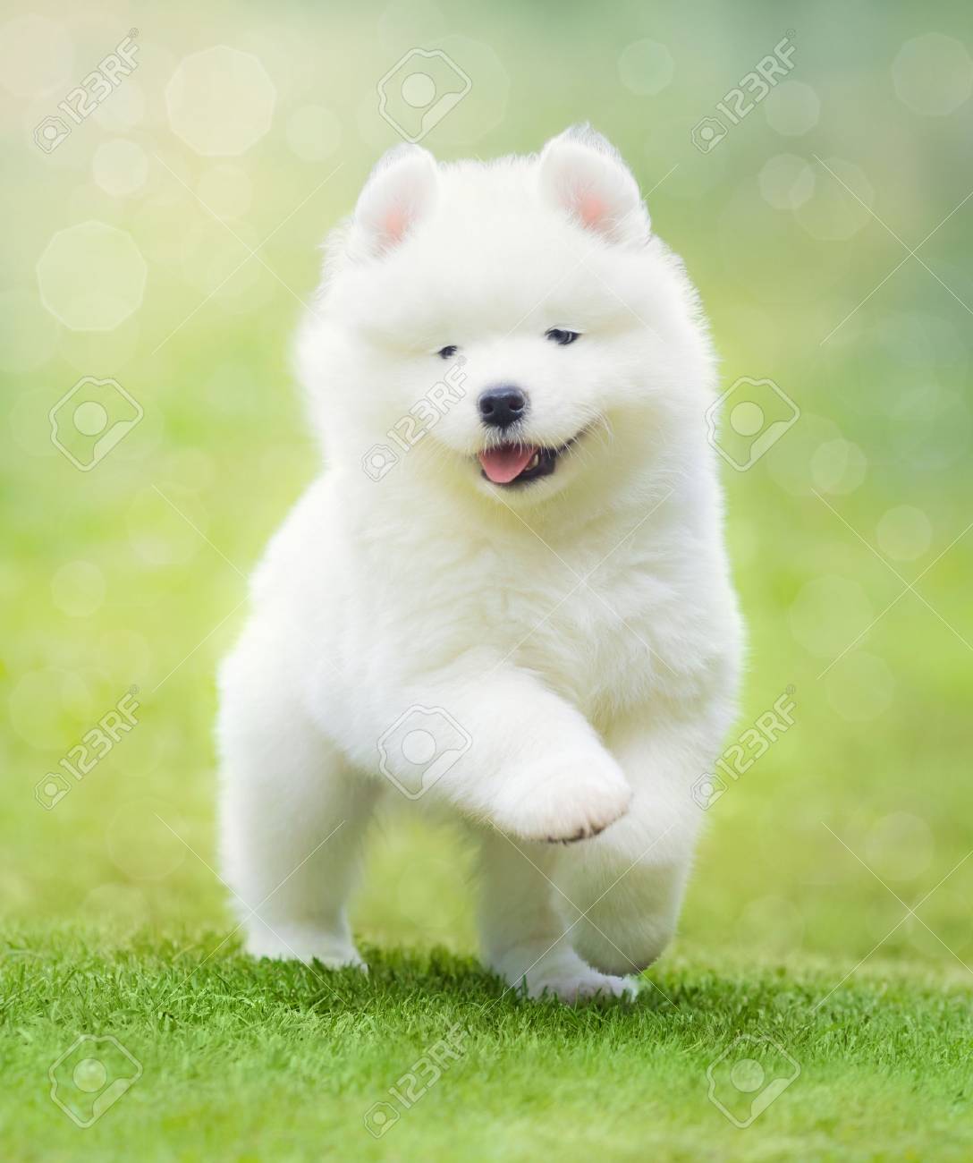 Chiot Blanc De Samoyede Chien Courir Sur L Herbe Verte Banque D Images Et Photos Libres De Droits Image