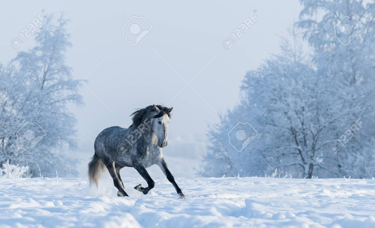 雪の美しい冬の風景には 木が覆われています 灰色の純血スペインの馬を疾走 の写真素材 画像素材 Image 雪の美しい冬の風景には 木が覆われています 灰色の純血スペインの馬を疾走 の写真素材 画像素材 Image