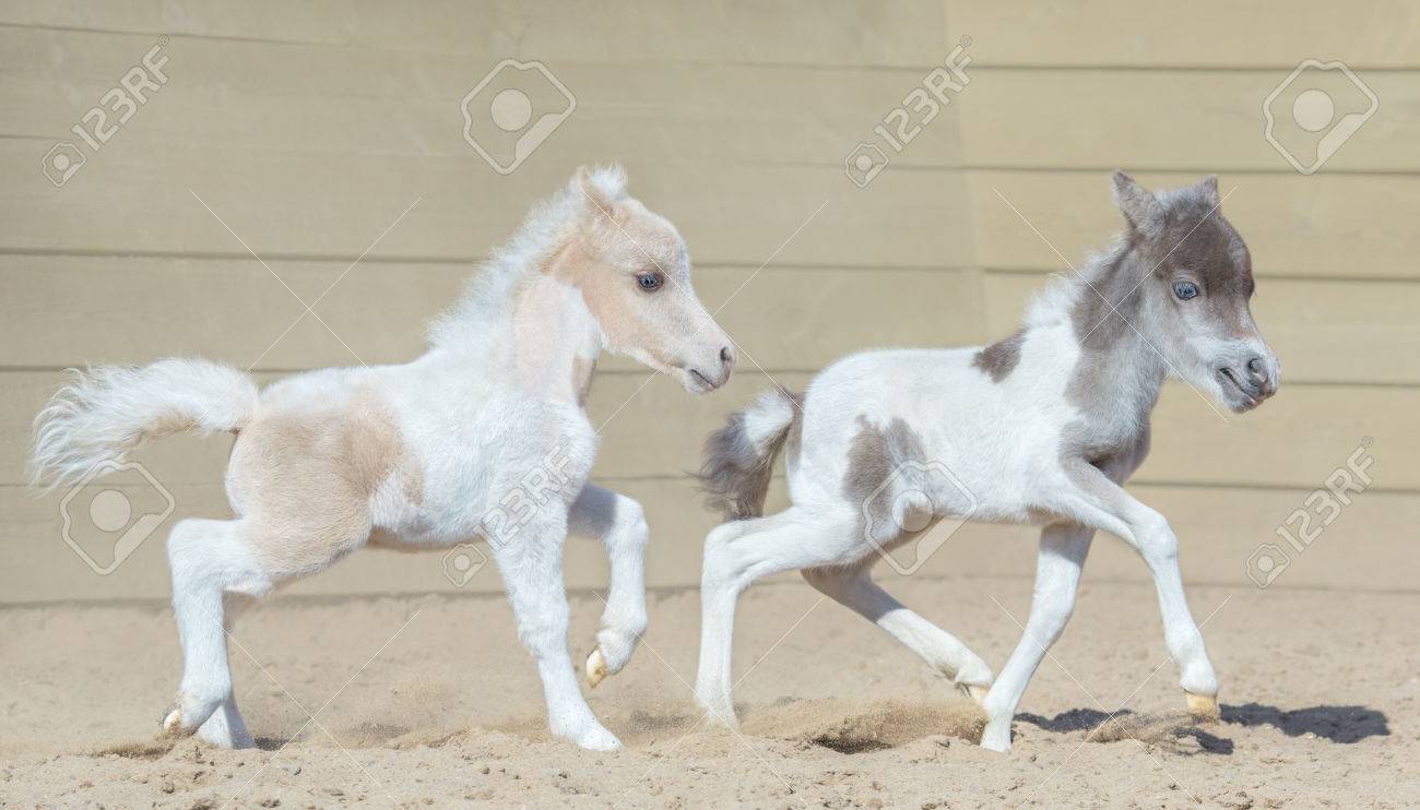 American Miniature Horse. Two Newly Born Pinto Foals On Walk. Stock Photo,  Picture and Royalty Free Image. Image 82007969., image size:1300x742