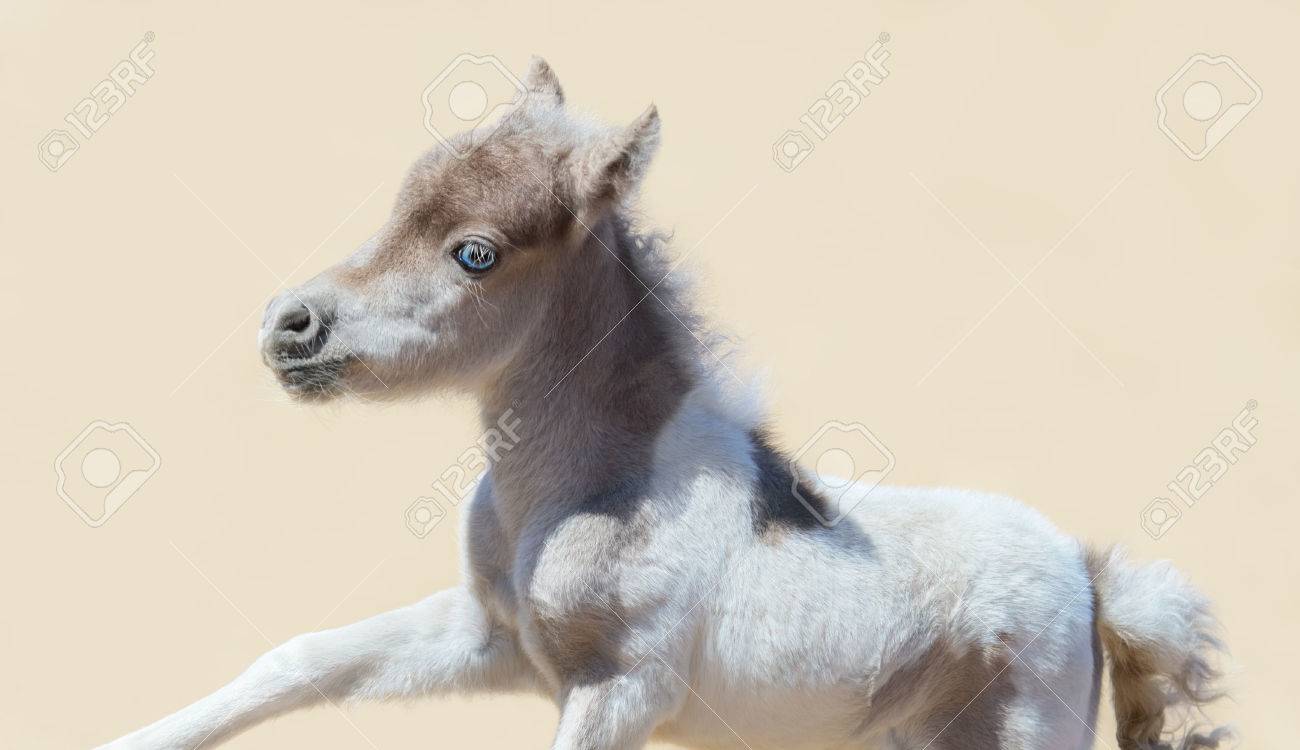 The 12 Smallest Horse Breeds Around the World, image size:1300x750