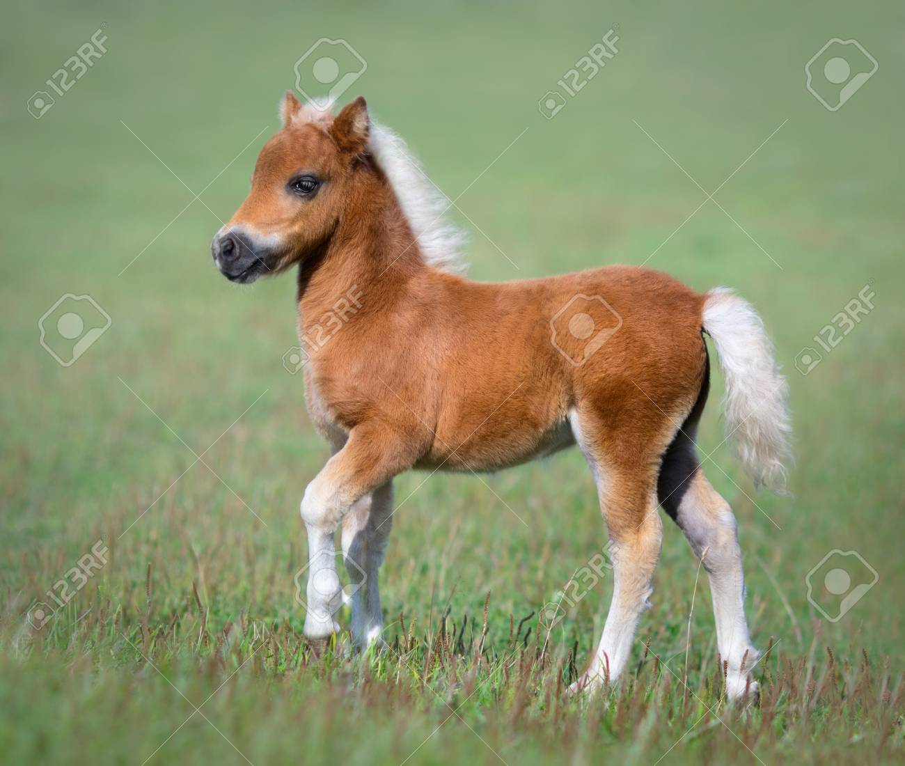 Holiday Horse Names: New Year's Miniature Horses | HORSE NATION, image size:1300x1100