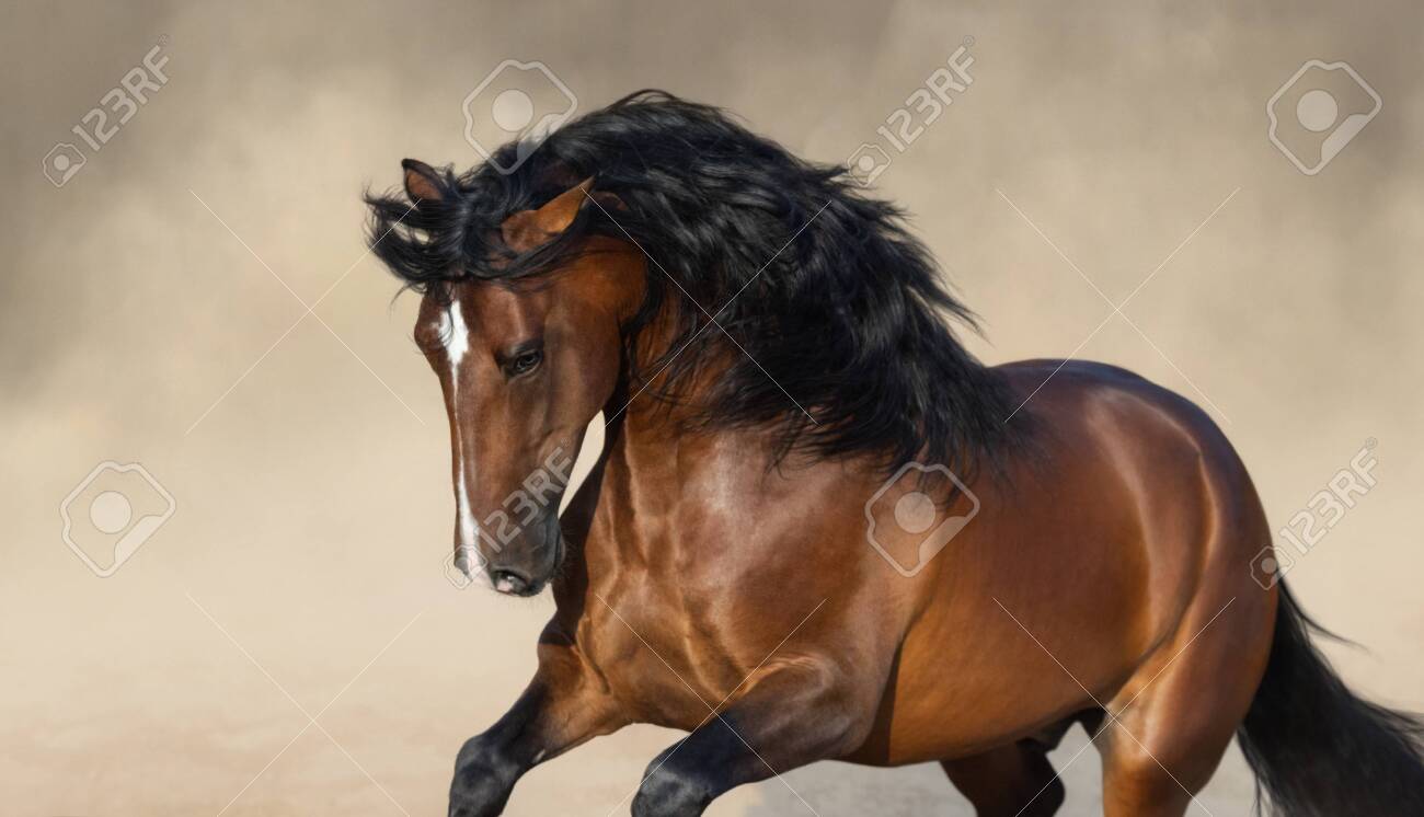 Bay Purebred Andalusian Horse Playing On Sand. Фотография, картинки,  изображения и сток-фотография без роялти. Image 132153670