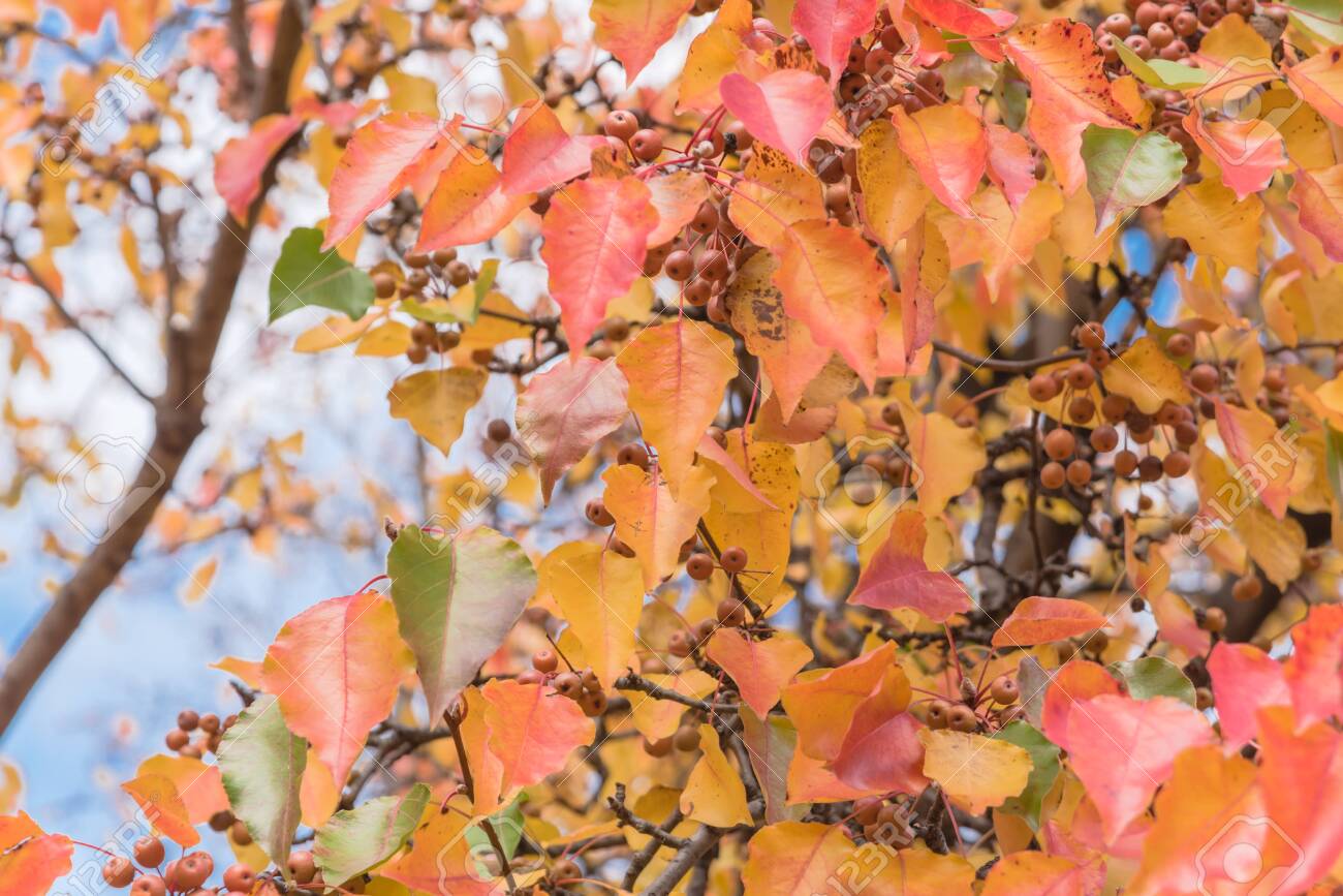 Fall Colors On Bradford Pear Tree Leaves And Fruits With Combinations Of Green Orange Yellow Red Beautiful Changing Season And Autumn Background In Texas America Stock Photo Picture And Royalty Free Image